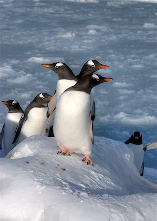 simsearch:400-04900478,k - Lots of penguins standing on rocks Photographie de stock - Aubaine LD & Abonnement, Code: 400-04900464