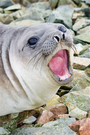 southern elephant seal - southern elephant seal shouts Stock Photo - Budget Royalty-Free & Subscription, Code: 400-04900474