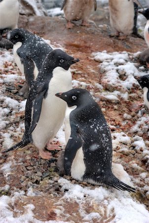 simsearch:400-04900478,k - Lots of penguins standing on rocks Photographie de stock - Aubaine LD & Abonnement, Code: 400-04900470