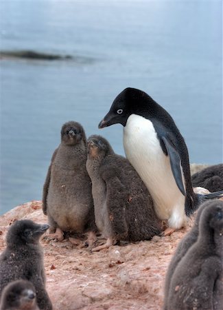 simsearch:400-04900478,k - Lots of penguins standing on rocks Photographie de stock - Aubaine LD & Abonnement, Code: 400-04900471