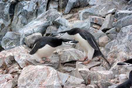 penguin on mountain - Lots of penguins standing on rocks Photographie de stock - Aubaine LD & Abonnement, Code: 400-04900472