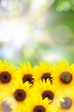 simsearch:400-04869732,k - abstract beautiful sunflower and light reflect in morning Stock Photo - Budget Royalty-Free & Subscription, Code: 400-04900544