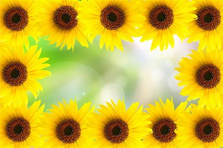 simsearch:400-04869732,k - abstract beautiful sunflower and light reflect in morning Stock Photo - Budget Royalty-Free & Subscription, Code: 400-04900545
