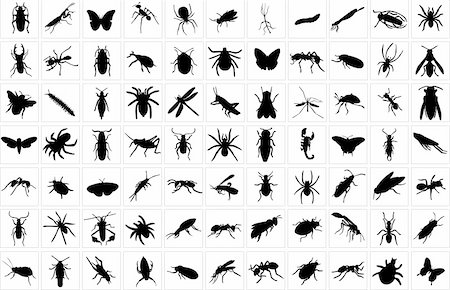 paunovic (artist) - collection of bugs silhouette - vector Stockbilder - Microstock & Abonnement, Bildnummer: 400-04900678