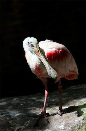 roseate spoonbill - Roseate Spoonbill close up Stock Photo - Budget Royalty-Free & Subscription, Code: 400-04901071