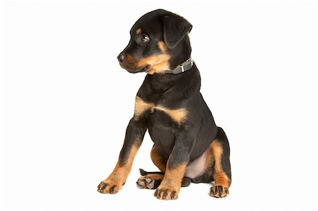 rottweiler - Rottweiler puppy in front of a white background Foto de stock - Super Valor sin royalties y Suscripción, Código: 400-04901114