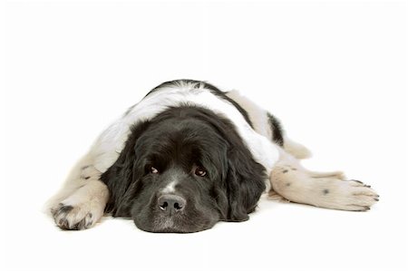 Landseer dog in front of a white background Stock Photo - Budget Royalty-Free & Subscription, Code: 400-04901130