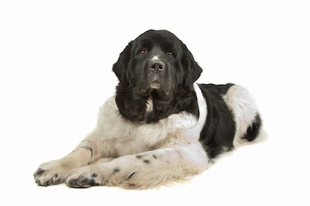 Landseer dog in front of a white background Stock Photo - Budget Royalty-Free & Subscription, Code: 400-04901131