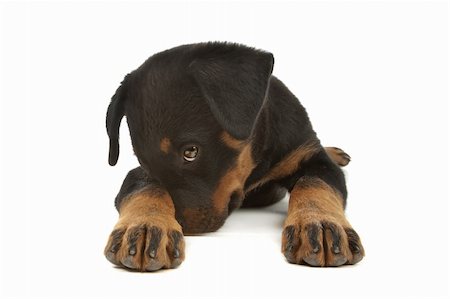 rottweiler - Rottweiler puppy in front of a white background Photographie de stock - Aubaine LD & Abonnement, Code: 400-04901174