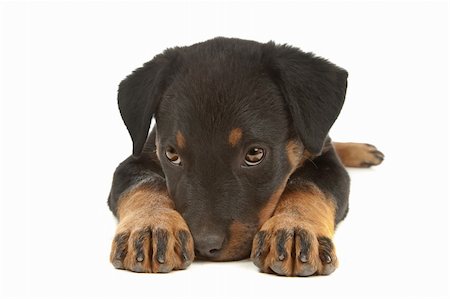 rottweiler - Rottweiler puppy in front of a white background Photographie de stock - Aubaine LD & Abonnement, Code: 400-04901173