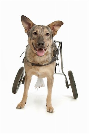 dog in a wheelchair in front of a white background Stockbilder - Microstock & Abonnement, Bildnummer: 400-04901180