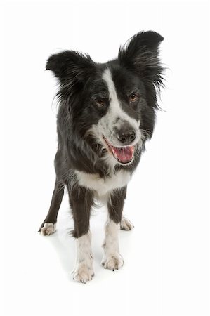 sheep dog - black and white border collie sheepdog on a white background Photographie de stock - Aubaine LD & Abonnement, Code: 400-04901203