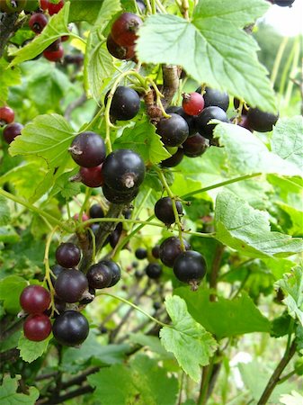 simsearch:400-06077675,k - the black currant Stock Photo - Budget Royalty-Free & Subscription, Code: 400-04901250