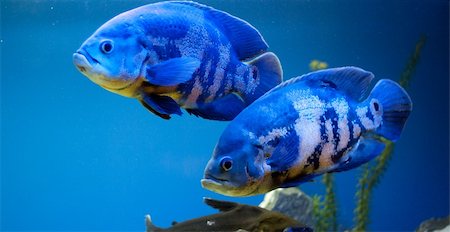 simsearch:400-04901251,k - Couple of big blue fishes Stockbilder - Microstock & Abonnement, Bildnummer: 400-04901252