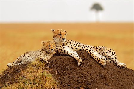 simsearch:846-03166327,k - A cheetah (Acinonyx jubatus) and cheetah cub on the Masai Mara National Reserve safari in southwestern Kenya. Foto de stock - Super Valor sin royalties y Suscripción, Código: 400-04901296