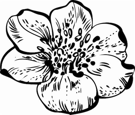 flowers sketch for coloring - black and white drawing of flower buds blossoming Stock Photo - Budget Royalty-Free & Subscription, Code: 400-04901530