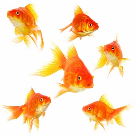 collection of goldfish isolated on white showing nature or eco concept Stock Photo - Budget Royalty-Free & Subscription, Code: 400-04902504