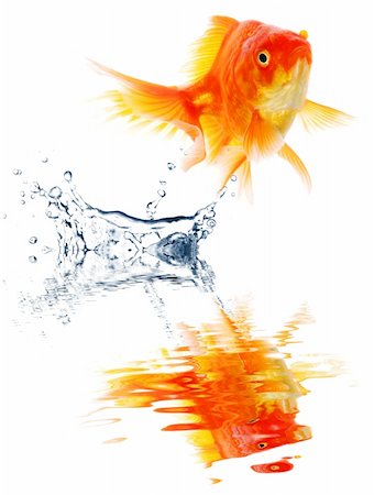 goldfish jumping showing escape success or freedom concept Stock Photo - Budget Royalty-Free & Subscription, Code: 400-04902506