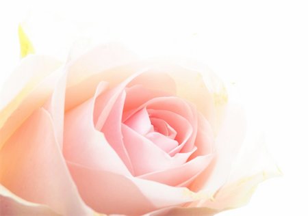 simsearch:400-05033064,k - rose flower showing amor love or anniversary concept Foto de stock - Royalty-Free Super Valor e Assinatura, Número: 400-04902544