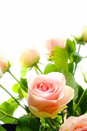 simsearch:400-05033064,k - rose flower showing amor love or anniversary concept Foto de stock - Royalty-Free Super Valor e Assinatura, Número: 400-04902543