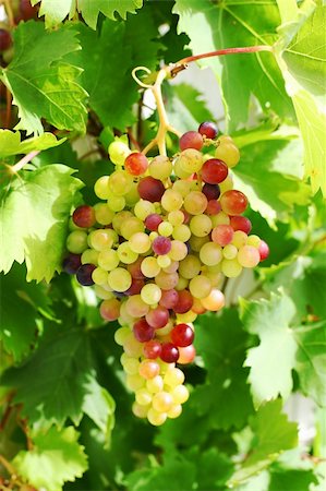 simsearch:400-04823439,k - Unripe grapes and vine leaves close up Stock Photo - Budget Royalty-Free & Subscription, Code: 400-04902731