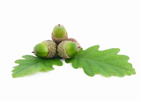 acorns on oak leaves on white background Fotografie stock - Microstock e Abbonamento, Codice: 400-04902769