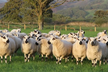 ewe - A flock of sheep, ewes, grouped in a green grass field backed with a tree and wire fence. Stock Photo - Budget Royalty-Free & Subscription, Code: 400-04902787