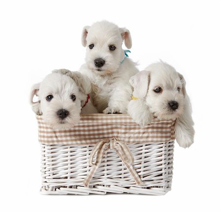 simsearch:400-08412999,k - three white schnauzer puppies in a basket Foto de stock - Super Valor sin royalties y Suscripción, Código: 400-04902846
