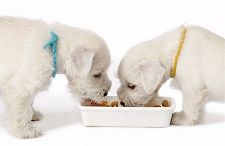 two white schnauzer puppies eating on a white background Stock Photo - Budget Royalty-Free & Subscription, Code: 400-04902847