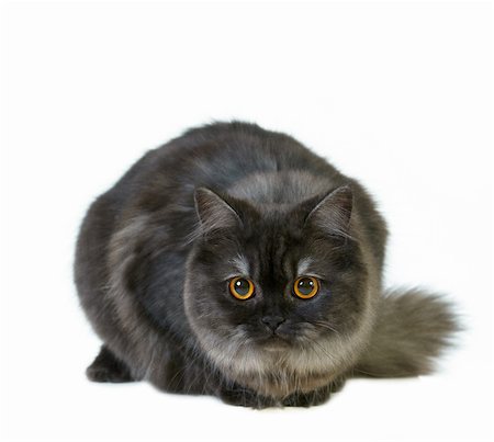 british long hair cat sitting on a white background Stock Photo - Budget Royalty-Free & Subscription, Code: 400-04902851