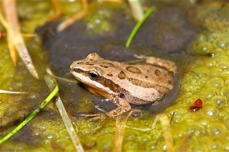 Western Chrous Frog (Pseudacris triseriata) in a wetland of northern Illinois. Foto de stock - Royalty-Free Super Valor e Assinatura, Número: 400-04902906