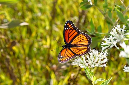 simsearch:400-04305245,k - Viceroy Butterfly (Limenitis archippus) on vegetation in the United States. Foto de stock - Super Valor sin royalties y Suscripción, Código: 400-04902901