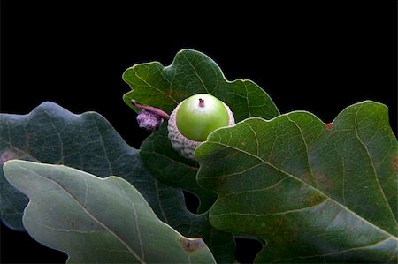 Fresh green acorns with oak leaves Stock Photo - Budget Royalty-Free & Subscription, Code: 400-04902999