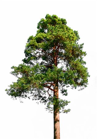 pine tree one not snow not people - Lone green pine tree isolated on white Stock Photo - Budget Royalty-Free & Subscription, Code: 400-04903132