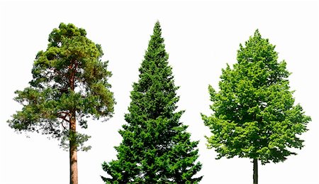 pine tree one not snow not people - Three different trees isolated on white Stock Photo - Budget Royalty-Free & Subscription, Code: 400-04903231
