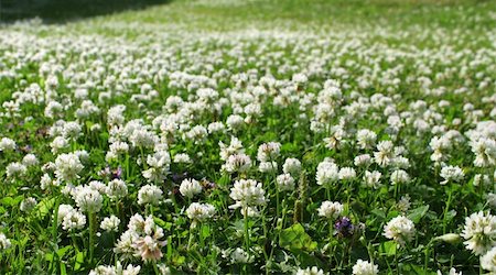 fields of clover images - Dense white clover flower mat growing on green summer field Stock Photo - Budget Royalty-Free & Subscription, Code: 400-04903244