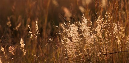 Light and fluffy grass seeds in the last light from sunset. Shallow Depth of Field Stock Photo - Budget Royalty-Free & Subscription, Code: 400-04914162