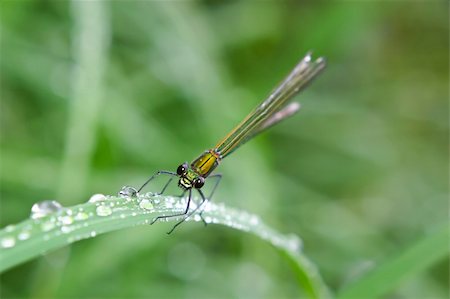 roxxer (artist) - Dragonfly macro shot in nature. Shallow depth of field. Fotografie stock - Microstock e Abbonamento, Codice: 400-04914180