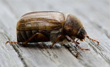 simsearch:400-08222144,k - European june beetle or summer chafer, Amphimallon solstitialis, on wood Stockbilder - Microstock & Abonnement, Bildnummer: 400-04914586