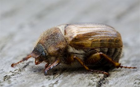 simsearch:400-08222144,k - European june beetle or summer chafer, Amphimallon solstitialis, on wood Stockbilder - Microstock & Abonnement, Bildnummer: 400-04914587