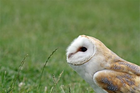 a stunning owl bird of prey Foto de stock - Super Valor sin royalties y Suscripción, Código: 400-04914590