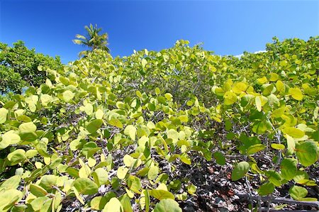 Vegetation grows on Beef Island in the British Virgin Islands. Fotografie stock - Microstock e Abbonamento, Codice: 400-04914727