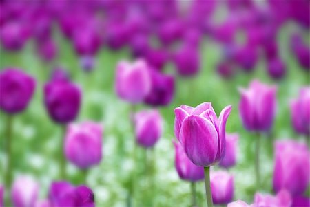 purple  tulips natural floral backgrounds outdoor Photographie de stock - Aubaine LD & Abonnement, Code: 400-04914757