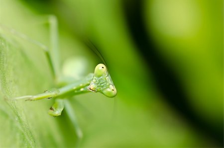 little mantis in green nature or in the garden Stock Photo - Budget Royalty-Free & Subscription, Code: 400-04914868