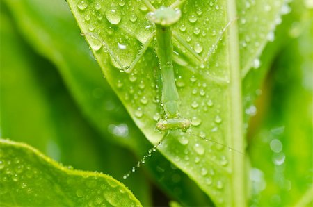 little mantis in green nature or in the garden Stock Photo - Budget Royalty-Free & Subscription, Code: 400-04914862