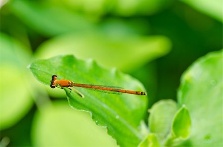 damselfly - red damselfly or little dragonfly in green nature Stock Photo - Budget Royalty-Free & Subscription, Code: 400-04914903