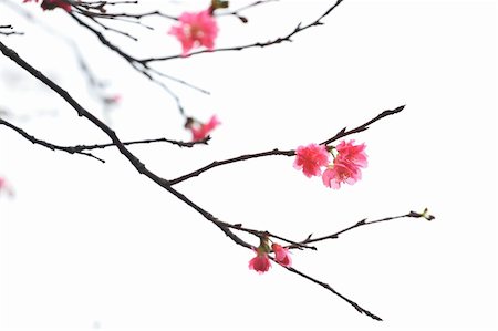 Sakura japanese cherry blossoms Stock Photo - Budget Royalty-Free & Subscription, Code: 400-04914997