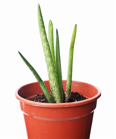 simsearch:400-04064749,k - Aloe plant in pot Stock Photo - Budget Royalty-Free & Subscription, Code: 400-04914998
