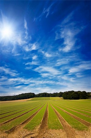 Farmland furrows in perspective with blue skies Stock Photo - Budget Royalty-Free & Subscription, Code: 400-04915141