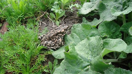 spotted frog - Spotty toad sitting in a green grass Stock Photo - Budget Royalty-Free & Subscription, Code: 400-04915143